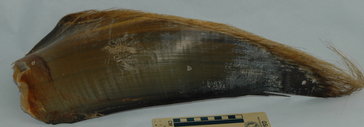 fin whale baleen