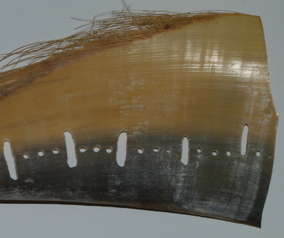 fin whale baleen with sample holes