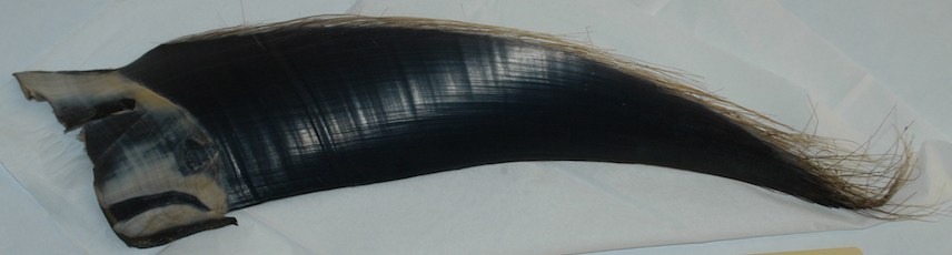 humpback baleen